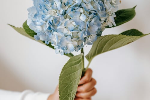 Este es el motivo por el que se regalan flores azules a los hombres el 3 de octubre