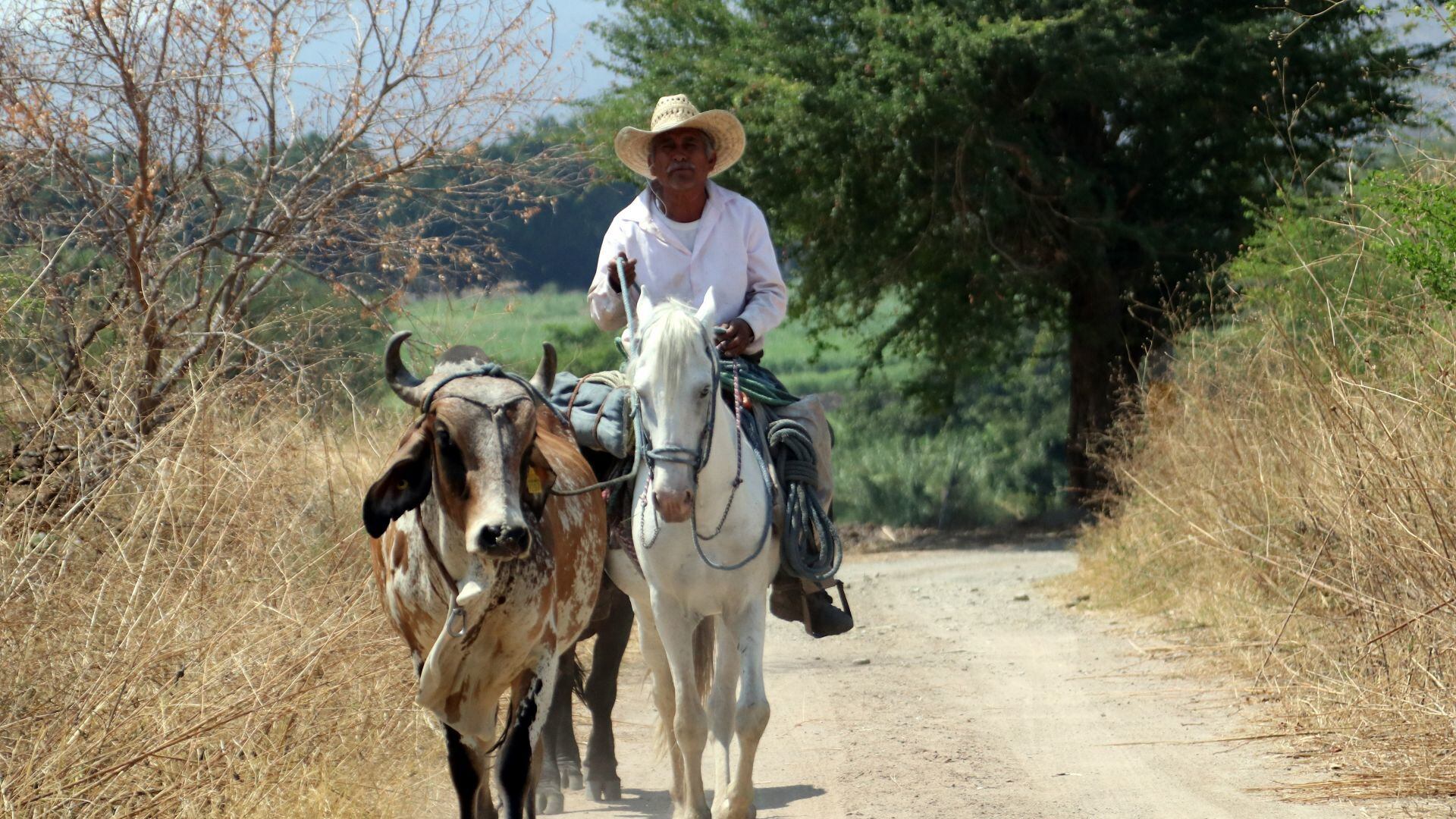 Comisiones del Senado aprueban protección constitucional de los animales