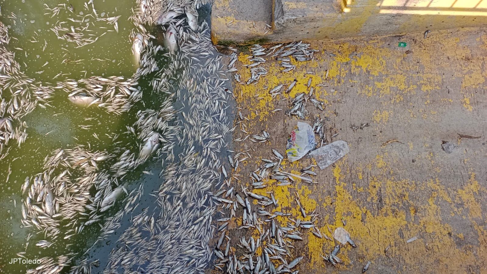 La mortalidad de peces se registró en tres puntos de la laguna.