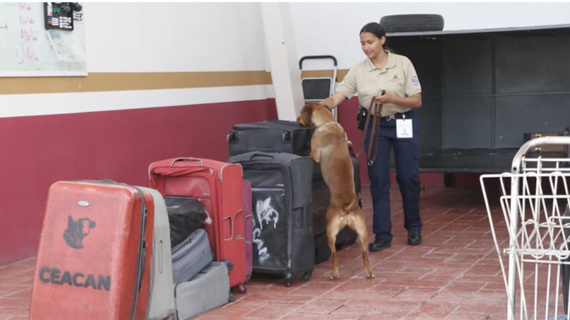 Agricultura binomios caninos
