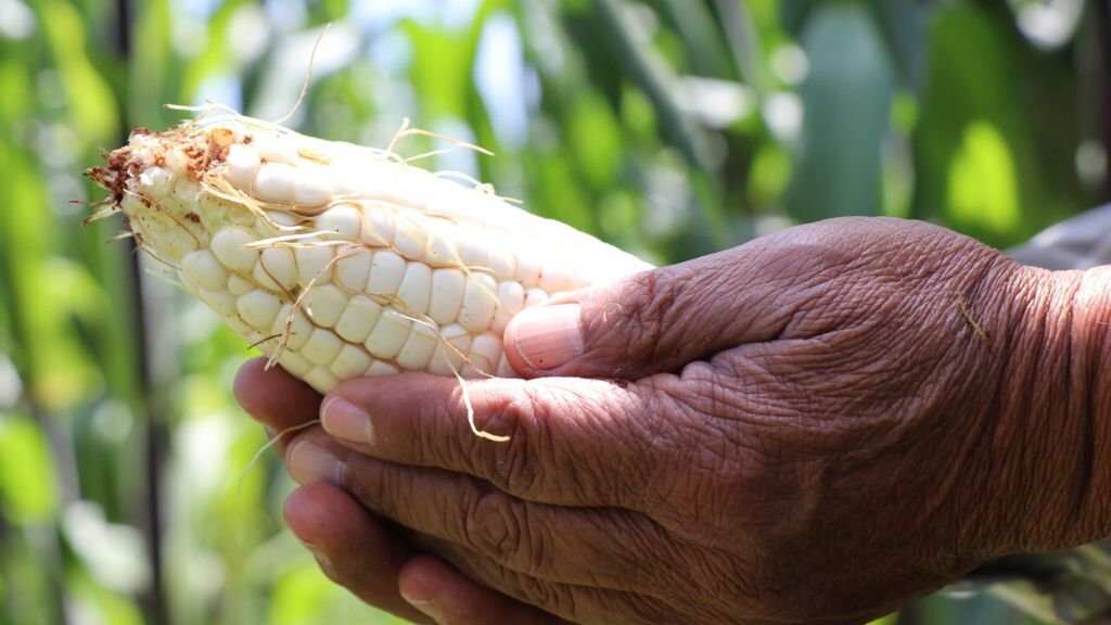 Foto Sedema. Feria del Elote 2022