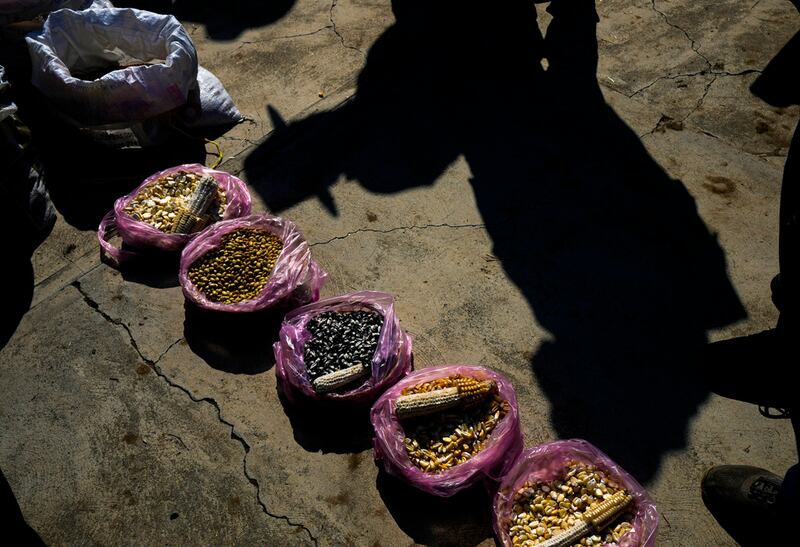 maíz-de-colores-auge-en-el-extranjero-agricultores-mexicanos