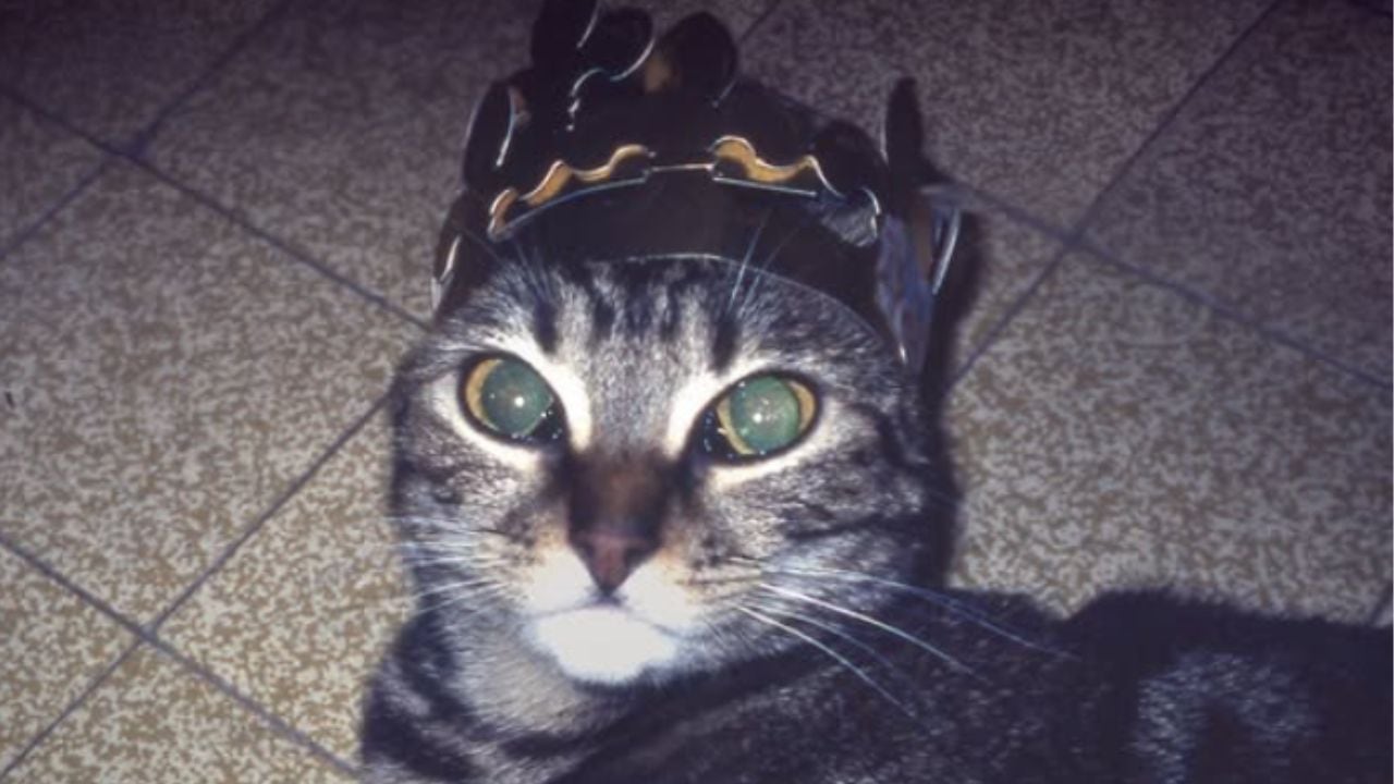 Two Door Cinema Club