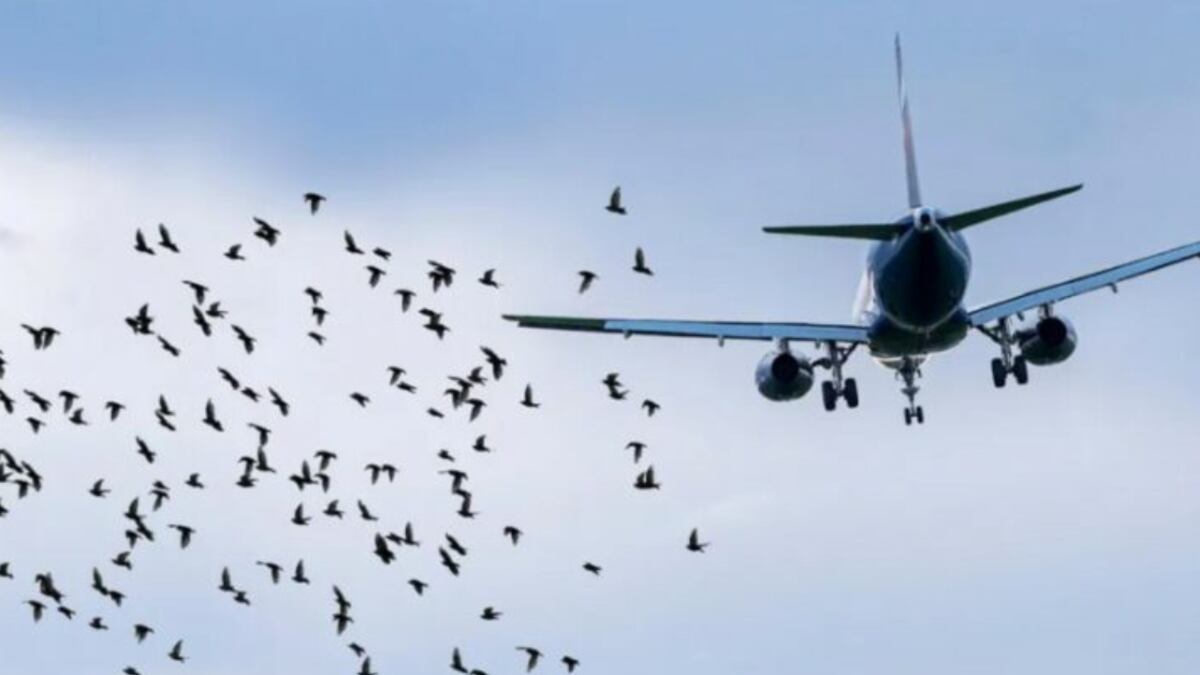 Choque de aves con aviones