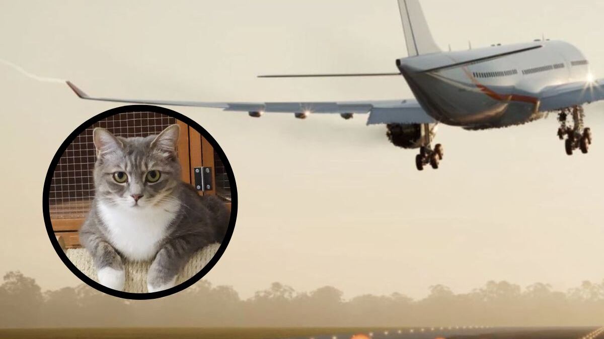 Aerolínea será multada por perder a un gatito en Bolivia