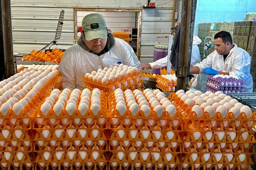 Precio del huevo marca otro récord este jueves