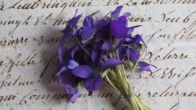 ¿Cuándo y por qué debes regalar flores moradas?