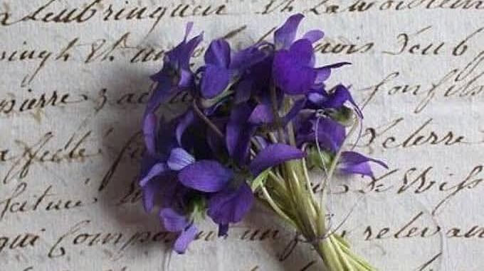 ¿Cuándo y por qué debes regalar flores moradas?