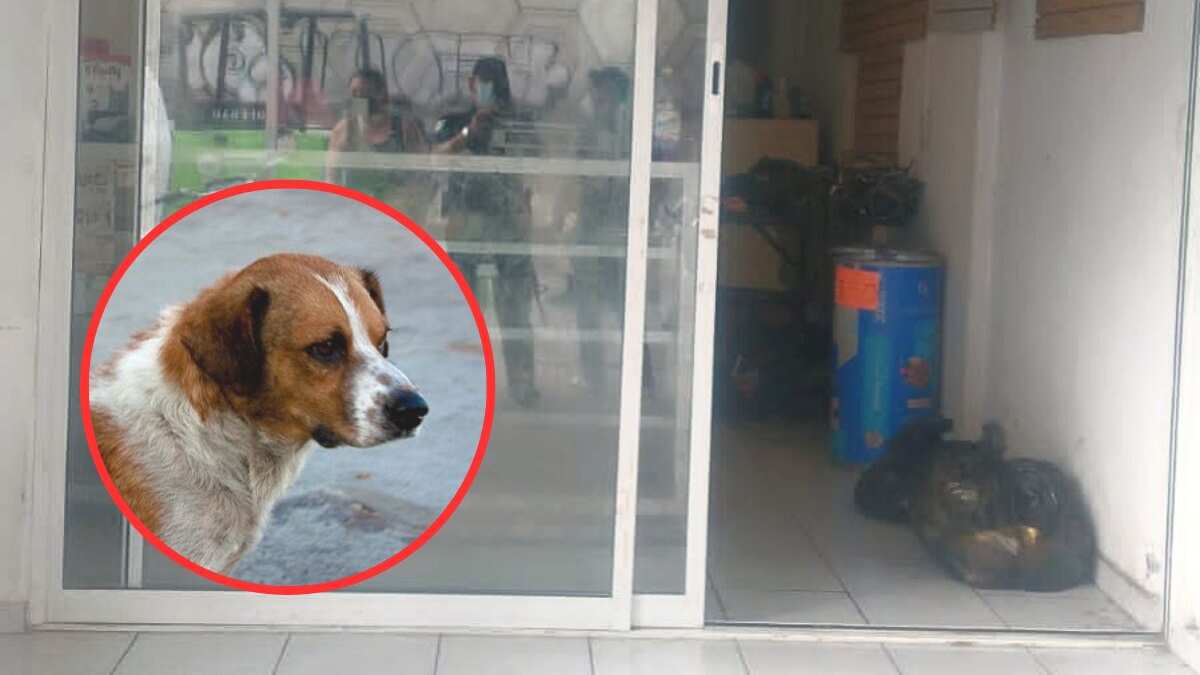 Resguardan ‘veterinaria’ con animales en descomposición; vendían la carne a taquerías en SLP