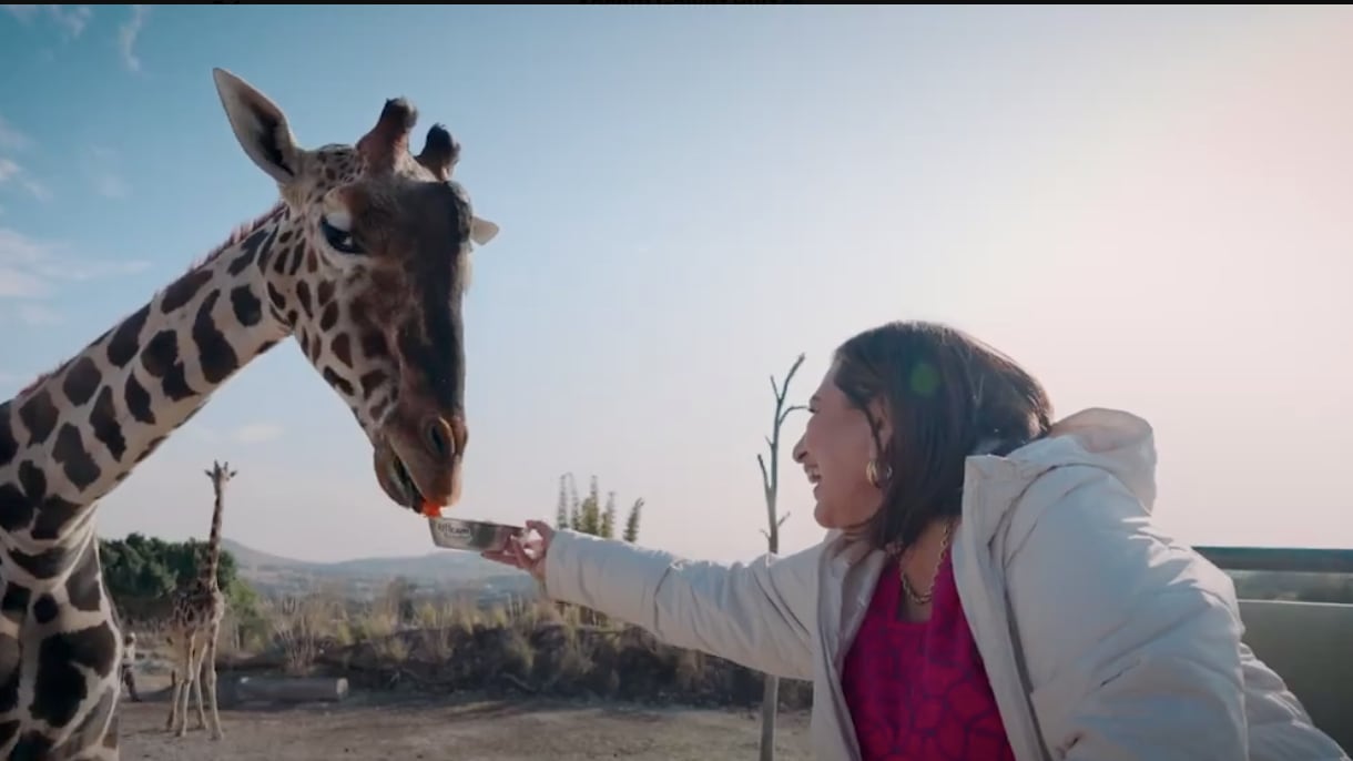 Xóchitl Gálvez visita a la jirafa Benito en Africam Safari