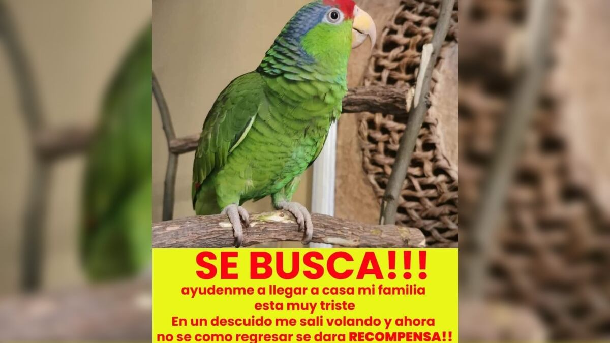 Kika salió volando de la casa en la colonia Metroplex 2.