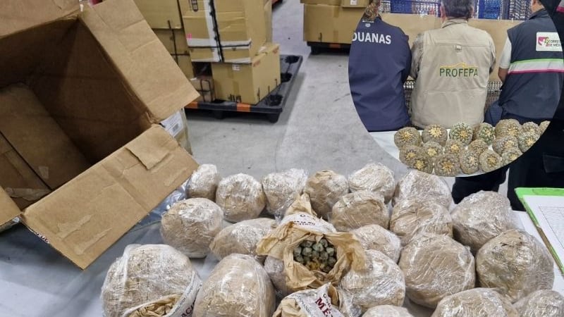 Tráfico de biznaga peyotillo en el AICM detenido por la Profepa