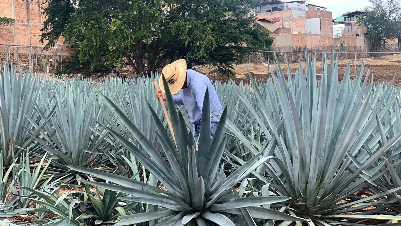 Planta de agave de donde sale el tequila