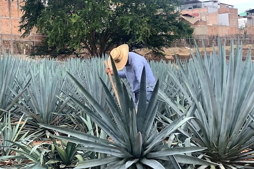 Conoce cómo la bebida con esencia de agave es la favorita de los mexicanos
