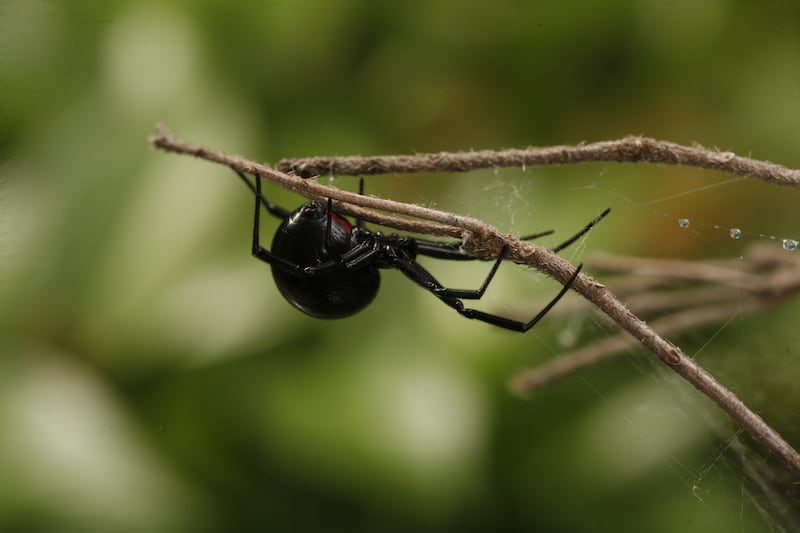 araña viuda negra