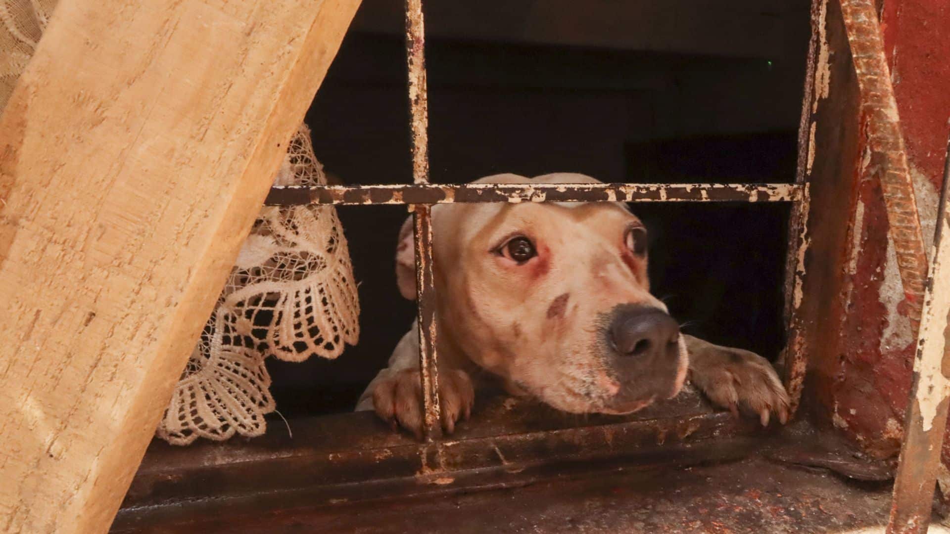 Maltrato animal una crisis que camina en cuatro patas y nos retrata como sociedad