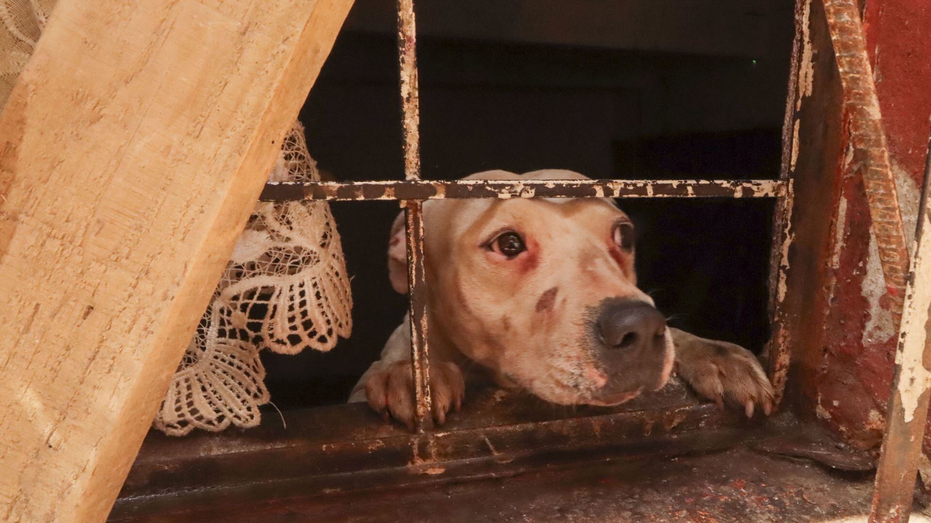 Maltrato animal una crisis que camina en cuatro patas y nos retrata como sociedad