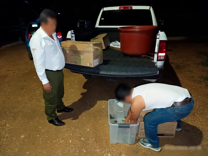 Tráfico de especies: detienen a hombre con más de 3 mil tortugas en Chiapas