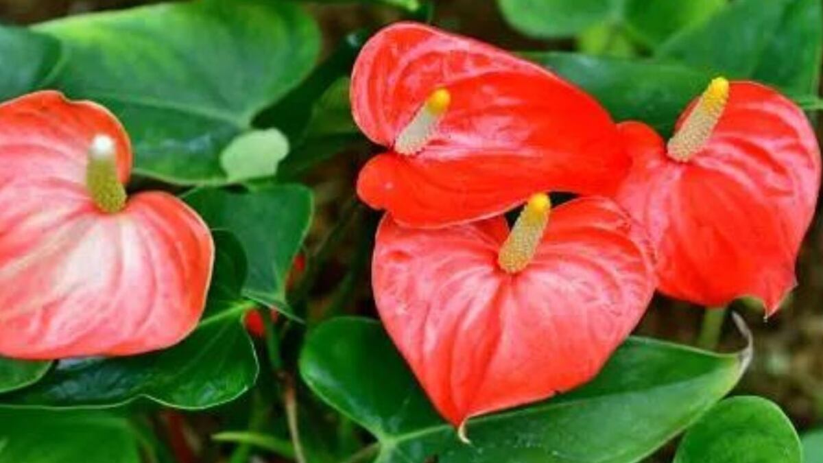 Feng Shui: la planta que debes tener sí o sí en tu casa para atraer la fortuna a tu vida