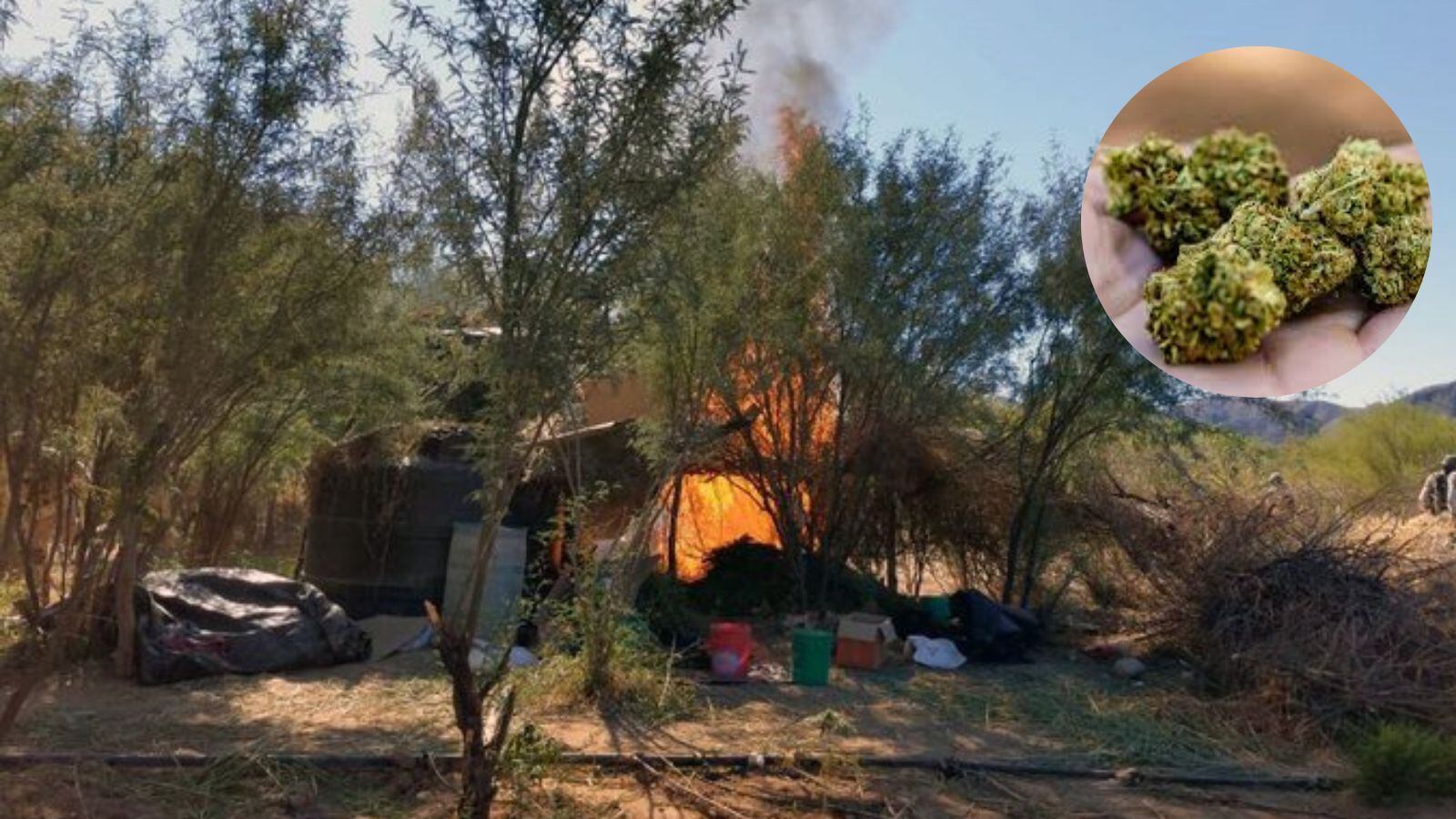 Destruyen campamento con 200 kilos de marihuana en Sonora