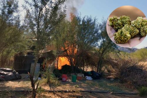 Destruyen campamento con 200 kilos de marihuana en Sonora  
