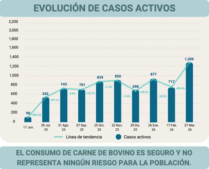 Los casos activos del gusano barrenador reportan un crecimiento de mil 354%.