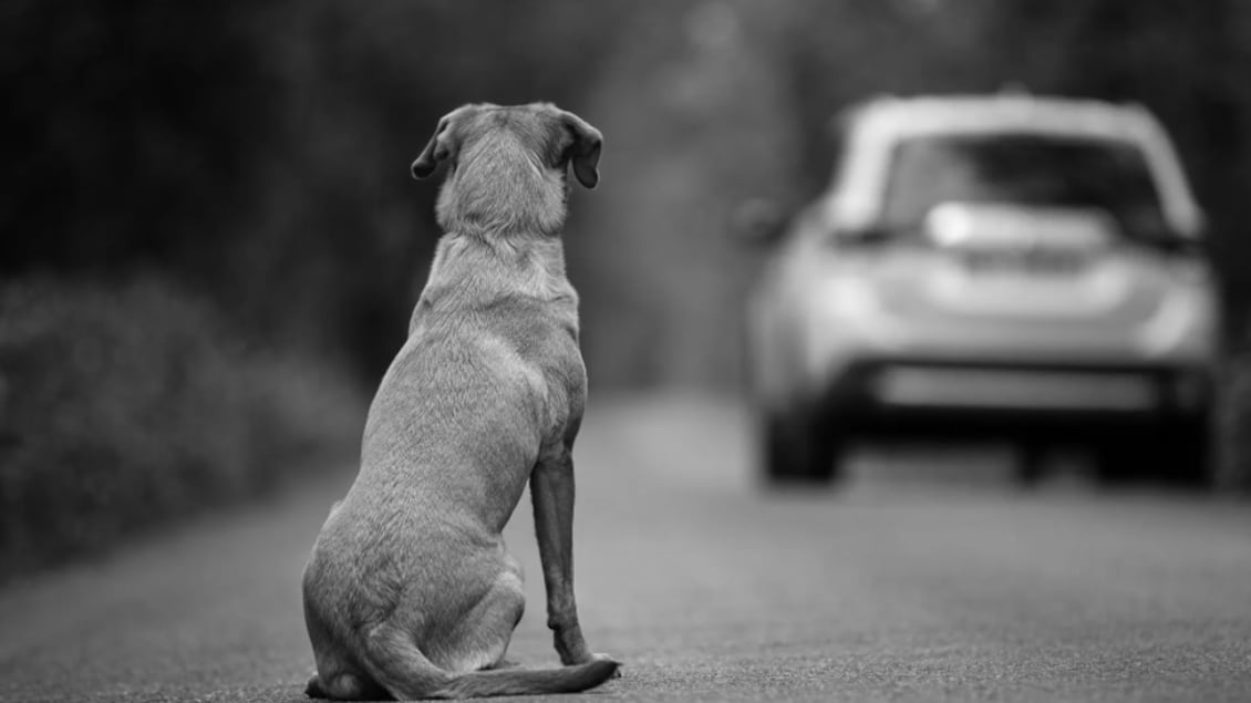 Abandono de animales
