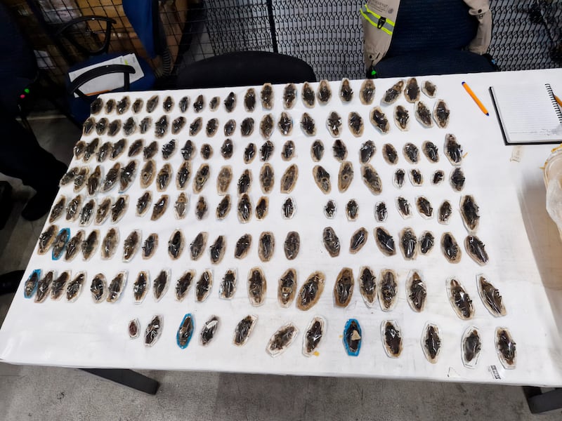 Miles de cactus asegurados por Profepa en inspección en la CDMX