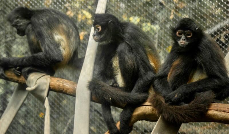 Animales rescatados de Santuario Black Jaguar.  Foto: Sedema