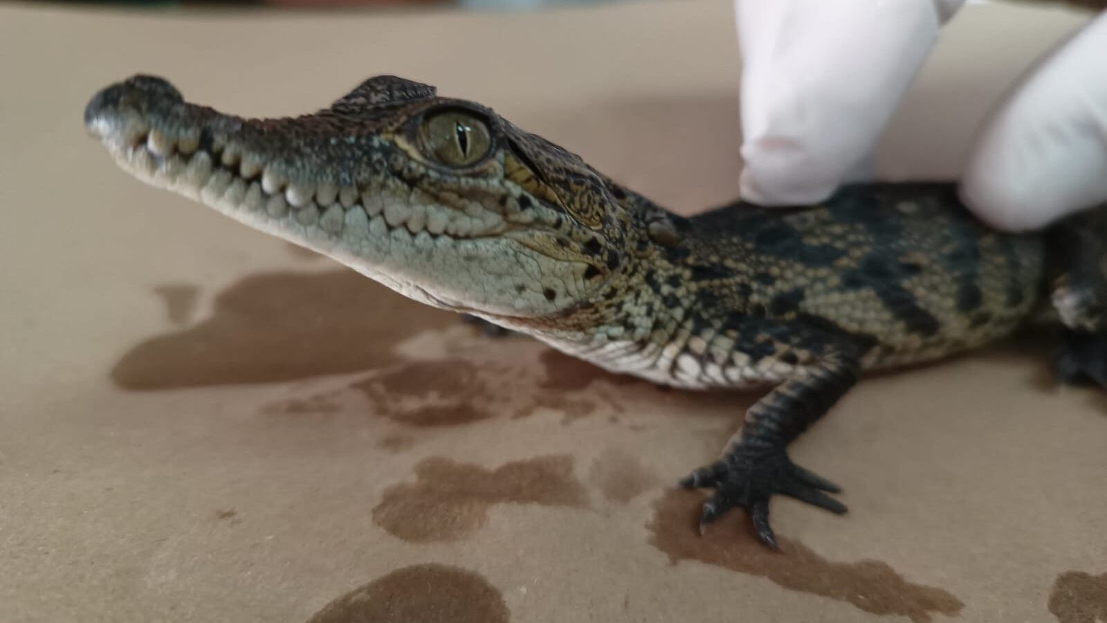 Foto: Twitter @PROFEPA_Mx