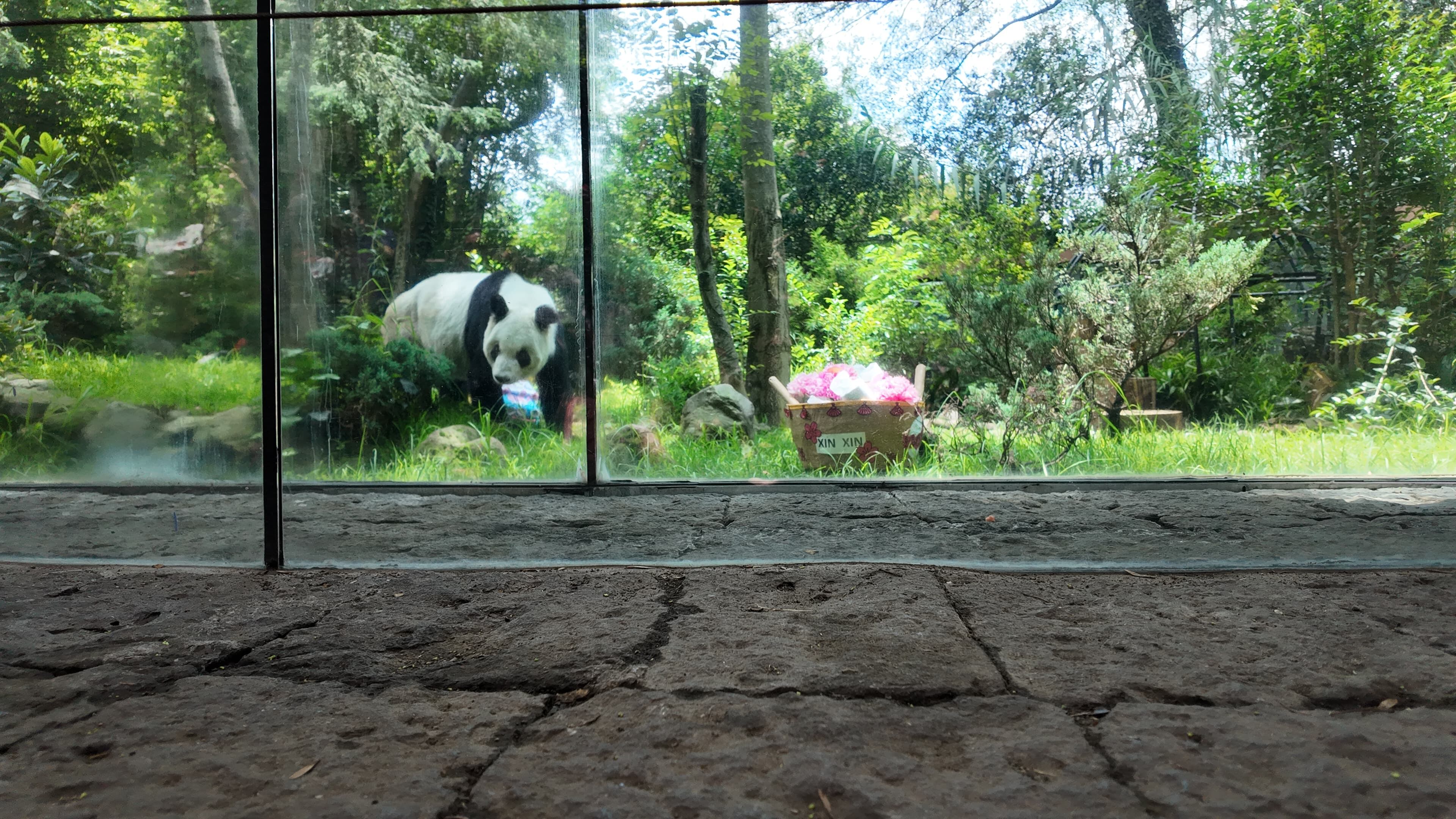 Video Xin Xin: Chapultepec celebra el cumpleaños 35 de la panda gigante más querida de México