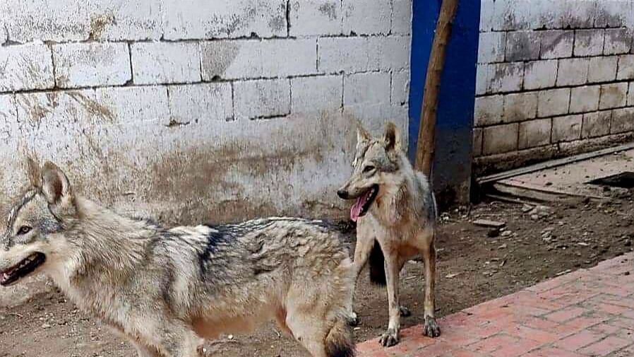 El propietario de los animales pide ayuda para recuperarlos porque hace una semana escaparon.