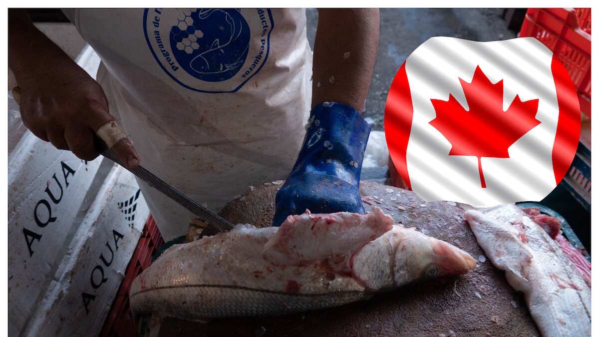 El empleo se ofrece en varias provincias de Canadá (Cuartoscuro)