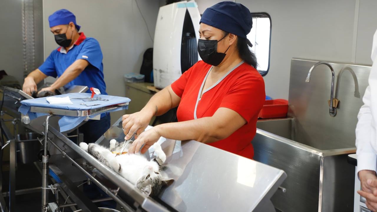 Esterilización.