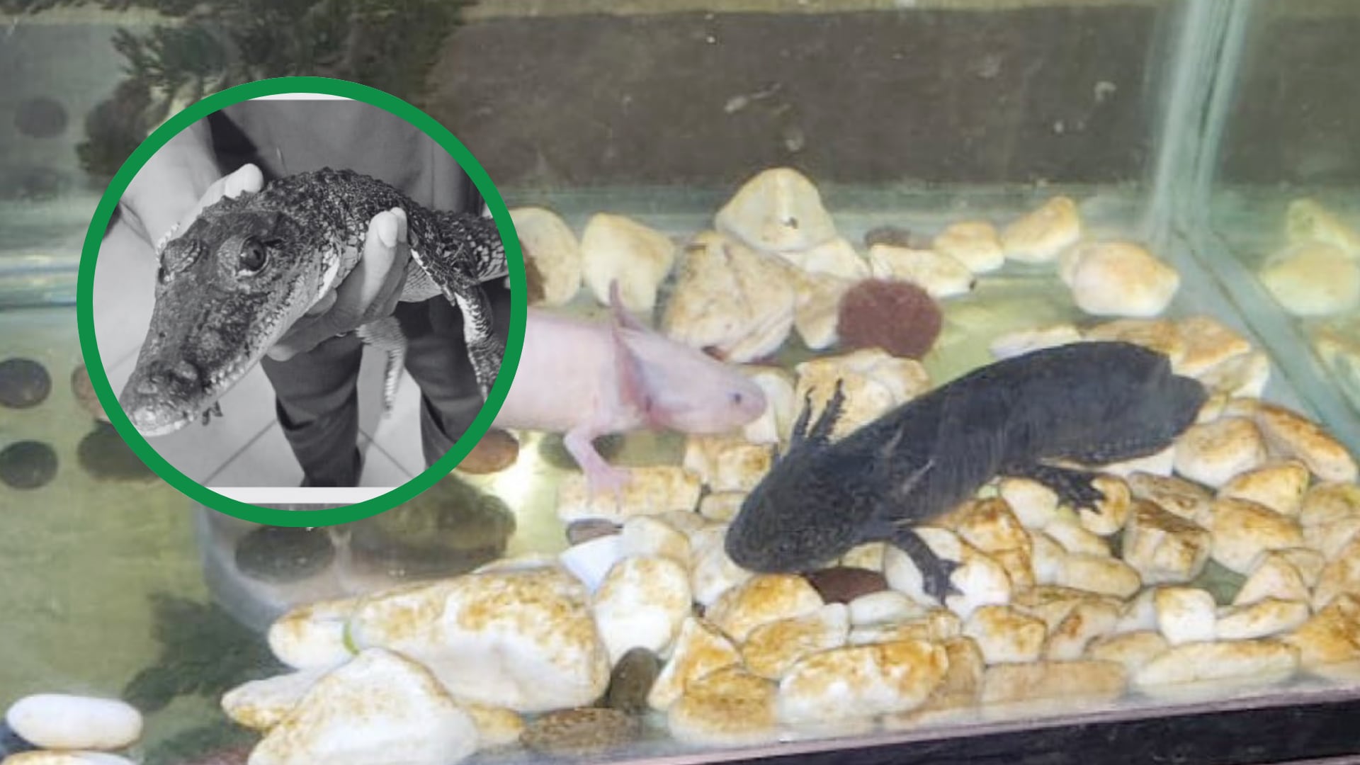 El operativo se realizó en la colonia Magdalena Mixiuhca, una zona con alta movilidad en la alcaldía Venustiano Carranza.