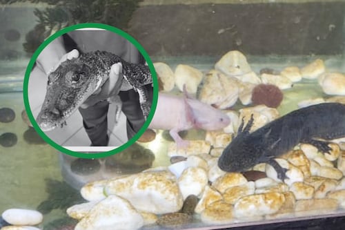 Narcozoológico en CDMX: Catean inmueble con ajolotes, un cocodrilo y dosis de droga