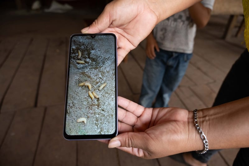 Por la aplicación protocolaria de ivermectina, sumada a la detección oportuna, las larvas nunca emergieron del cuerpo del bovino, ni cayeron a la tierra.