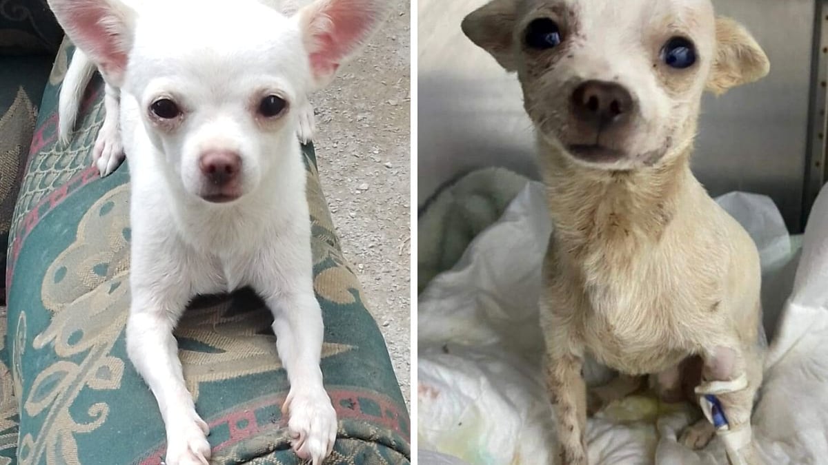 Falta de testigos impide que haya justicia para ‘Pincky’, perrito que enfrentó a asaltante