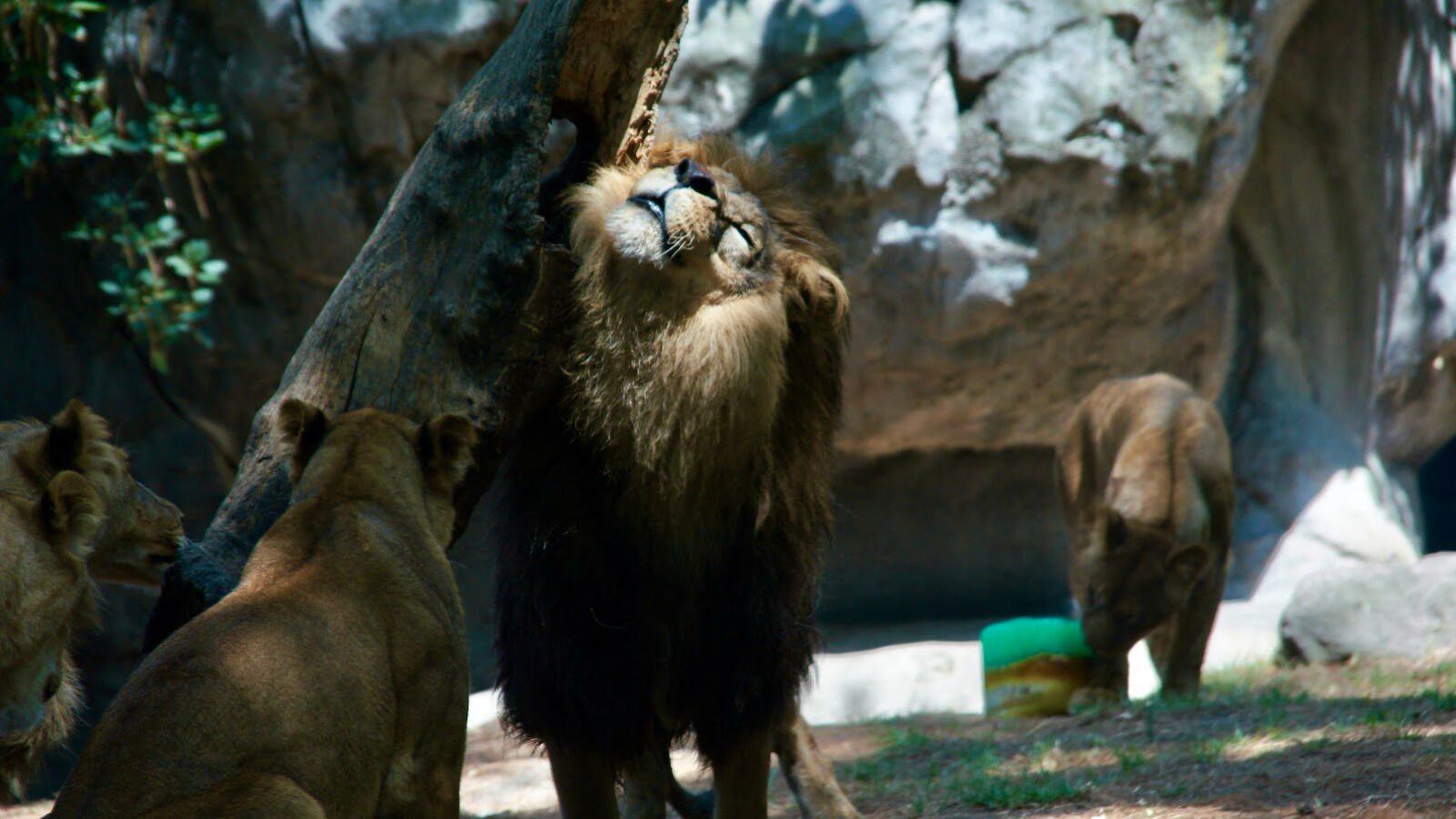 Leones rescatados de la fundación Black Jaguar consiguen recuperarse en Chapultepec