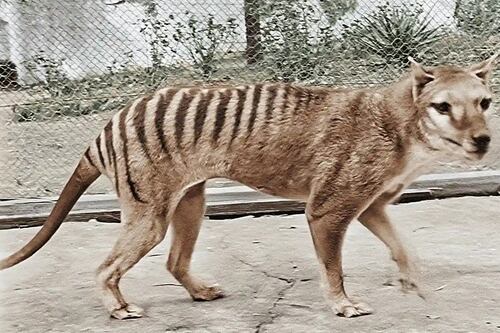 Científicos australianos buscan revivir al tigre de Tasmania; será devuelto a su hábitat