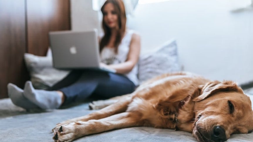 Las mascotas son parte de nuestra familia