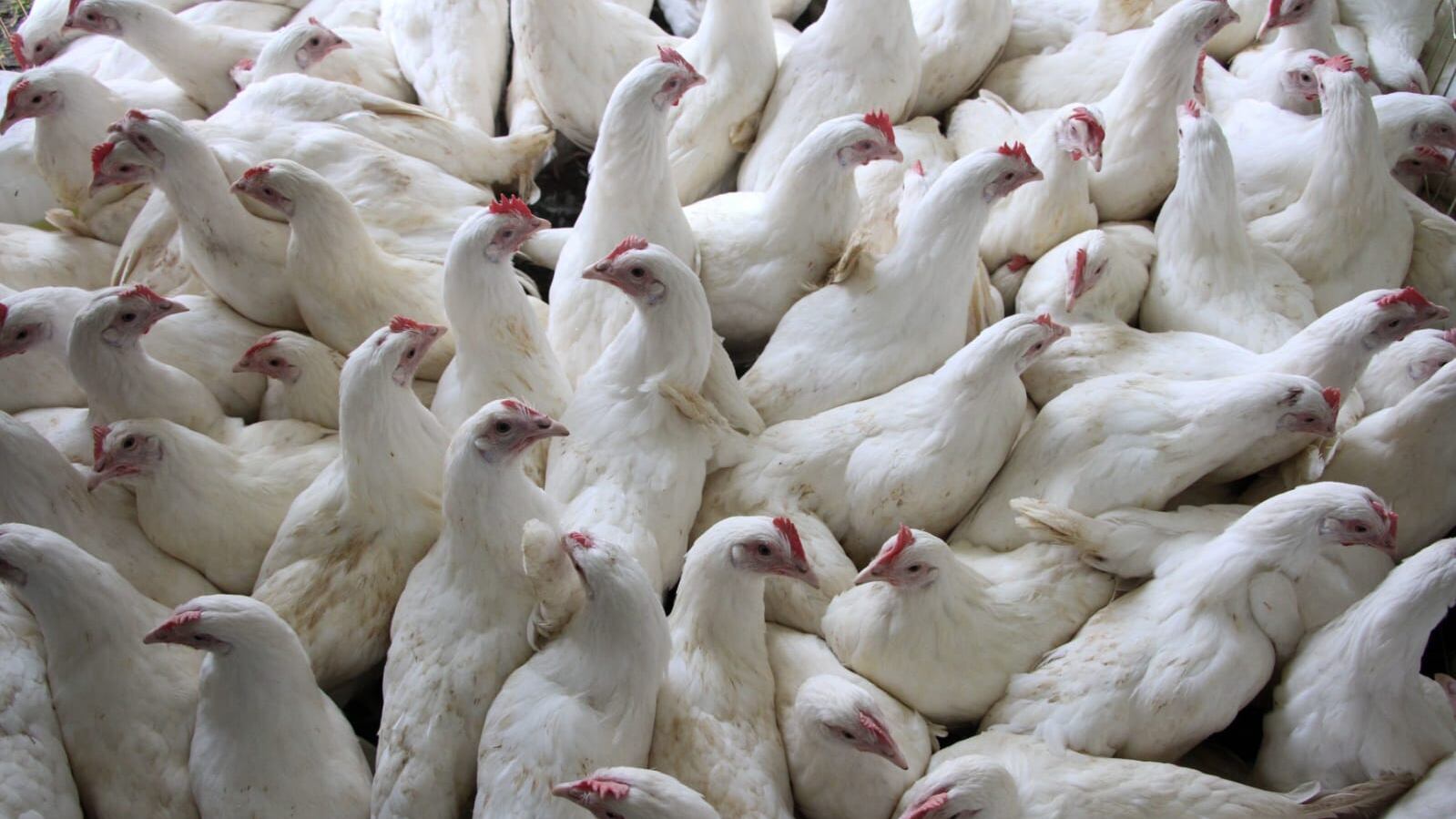 Técnicos de la Secretaría de Agricultura acudieron a tomar las muestras correspondientes y en los laboratorios oficiales se confirmó.