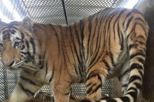 Tigre sorprende a hombre que entró a fumar marihuana a una casa abandonada