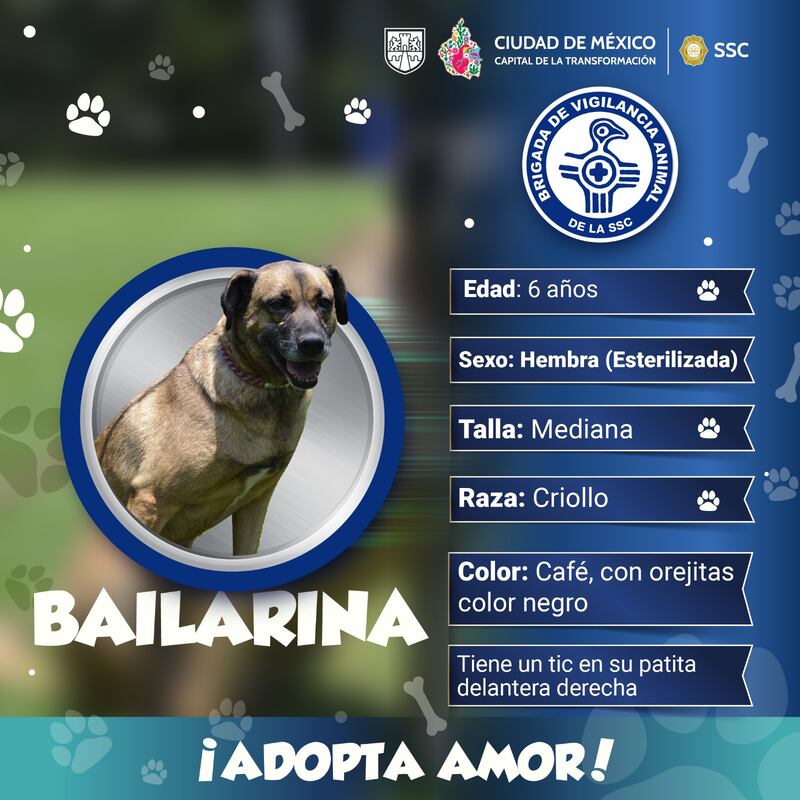 ¿Cómo puedo adoptar un perrito rescatado por la Brigada de Vigilancia Animal?