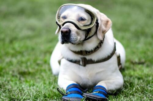 ¡Fuerza Frida! Marina prepara homenaje a la perrita rescatista