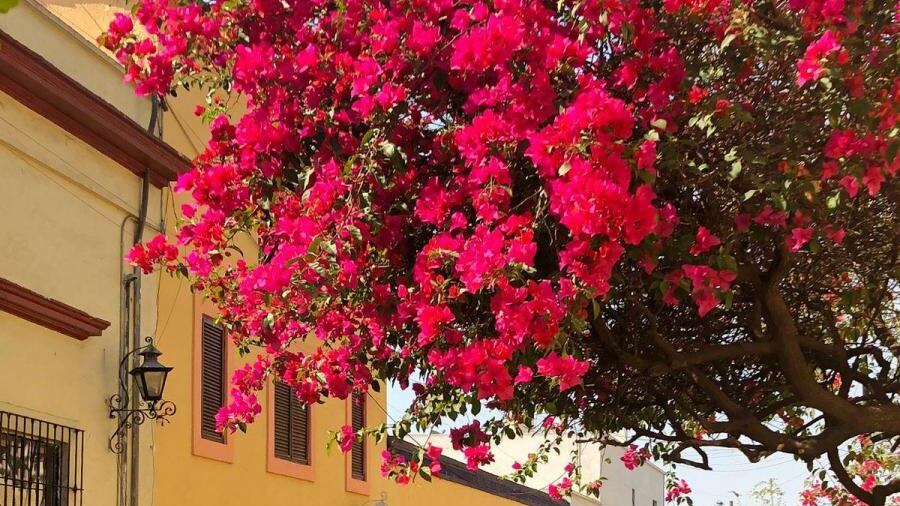 El Ayuntamiento de Tlaquepaque, a propuesta de la alcaldesa Laura Imelda Pérez, turnó a comisiones una iniciativa para establecer tarifas progresivas en el pago del impuesto predial.