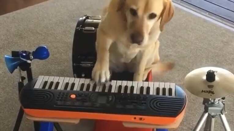El video de un perro músico ha acaparado la atención de las redes sociales por su peculiar ritmo que enamora de ternura a todos.