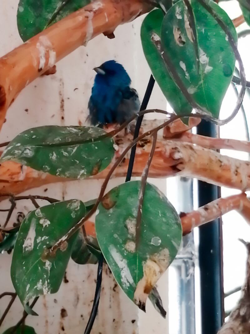 Aves Condesa.