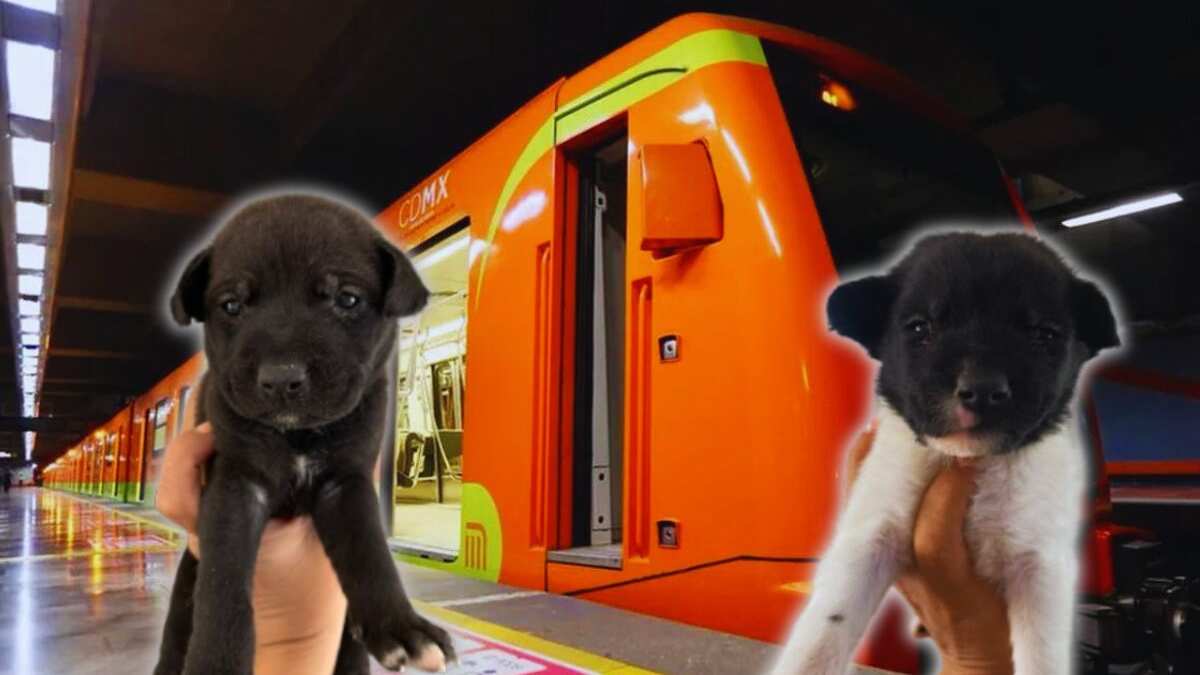 ¡Buscan hogar! Cachorras rescatadas en la Línea 12 del Metro esperan por ti