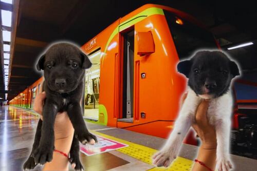 ¡Buscan hogar! Cachorras rescatadas en la Línea 12 del Metro esperan por ti
